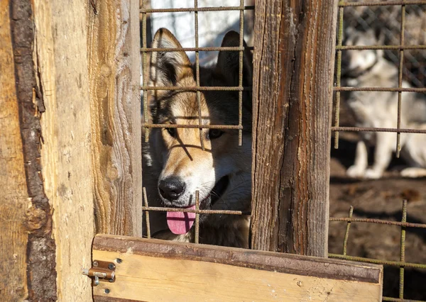 Red dog stuck her snout out of cage — Stock Photo, Image
