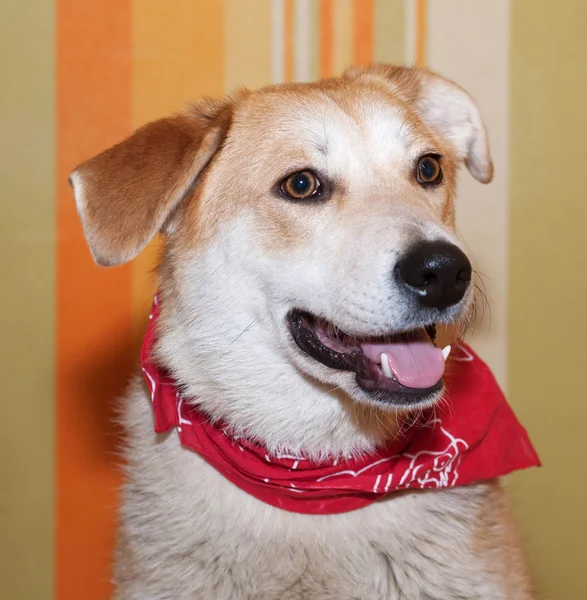 Red dog in red bandanna on background of wallpaper — Stock Photo, Image