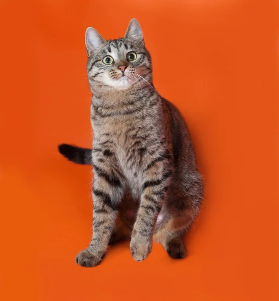 Tabby en witte kat zittend op oranje — Stockfoto