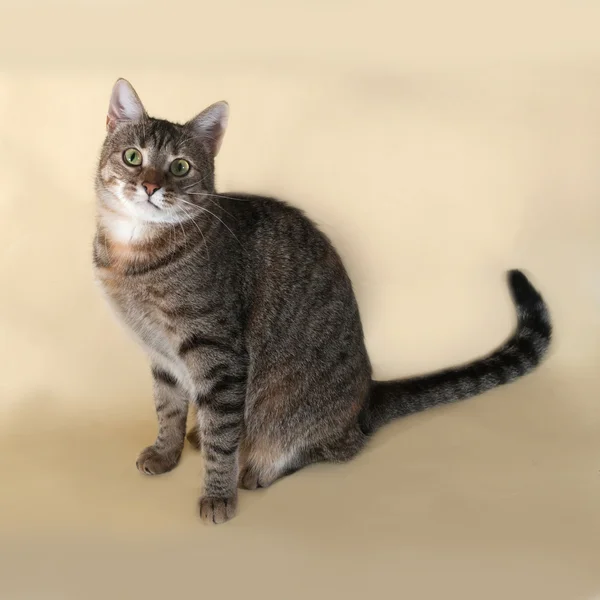 Gestromte Katze sitzt auf gelb — Stockfoto