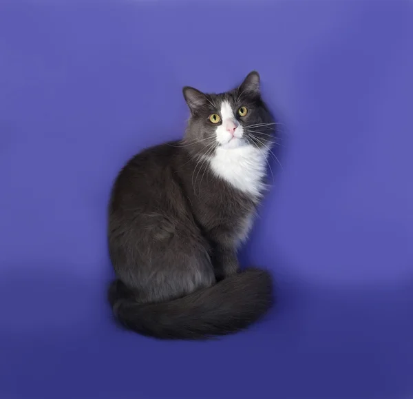 Grote grijze pluizig kat met witte vlekken zittend op blauw — Stockfoto