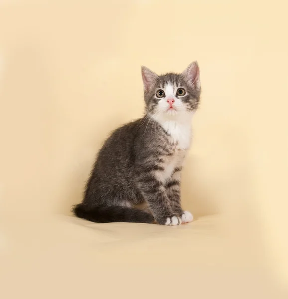 Fluffy small striped kitten sitting on yellow — Stock Photo, Image