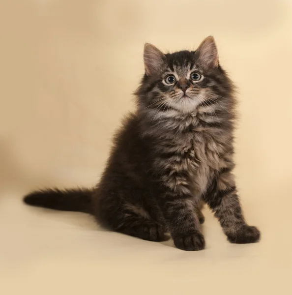 Fluffy small striped kitten sitting on yellow — Stock Photo, Image