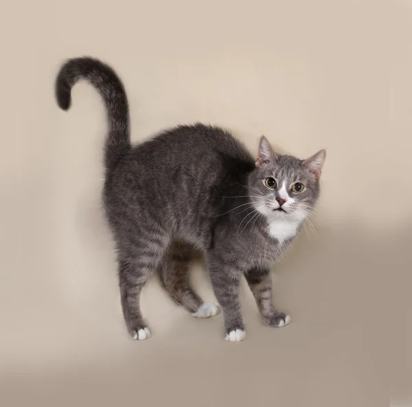 Grau gestreifte Katze steht auf grau — Stockfoto