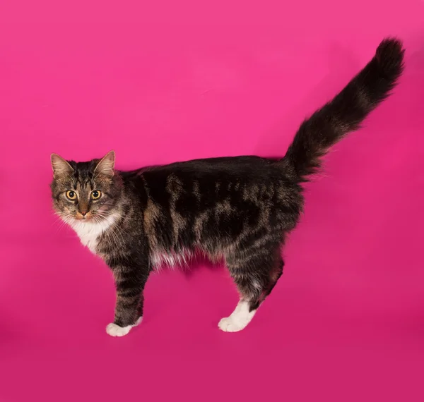 Longhaired tabby and white cat standing on pink — Stock Photo, Image