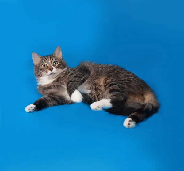 Пушистый кот-подросток лежит на синей кошке — стоковое фото