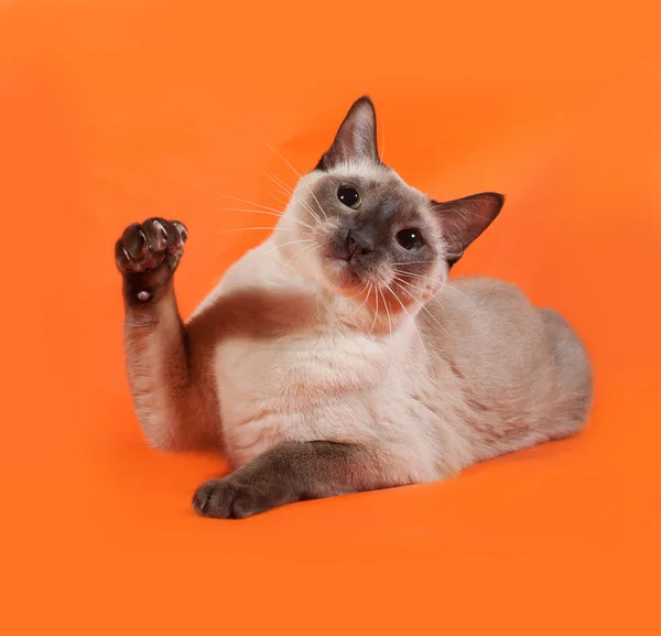 Thailändsk katt med gröna ögon liggande på orange — Stockfoto