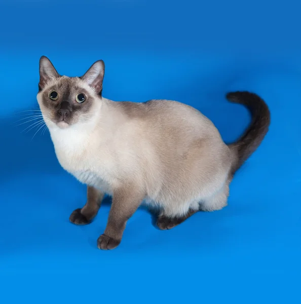 Thailändische Katze mit blauen Augen sitzt auf blau — Stockfoto