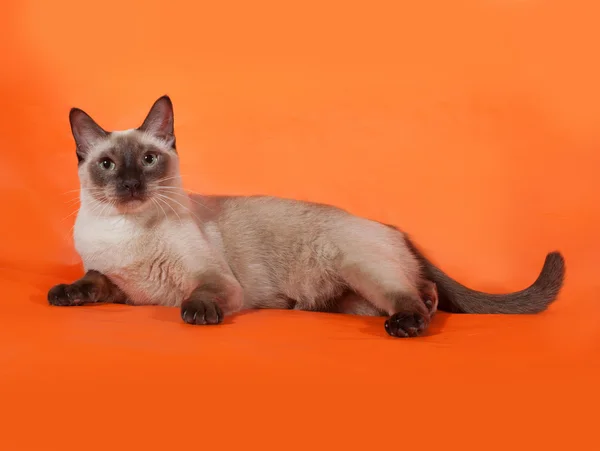 Chat thaïlandais aux yeux verts couché sur orange — Photo