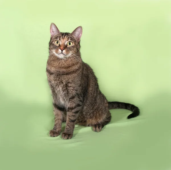 Кіт таббі сидить на зеленому — стокове фото