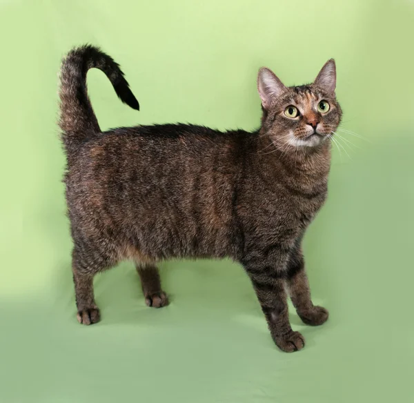 Tabby cat standing on green — Stock Photo, Image