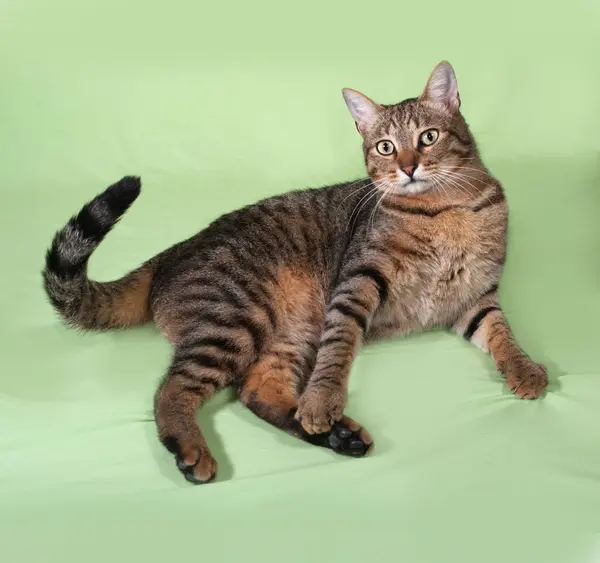 Tabby gato acostado en verde — Foto de Stock