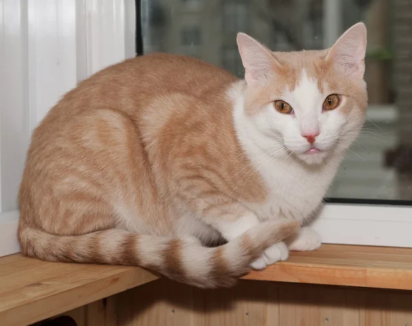 Punainen ja valkoinen kissa istuu ikkunalaudalla — kuvapankkivalokuva