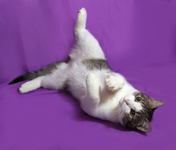 White and striped kitten plays on lilac — Stock Photo, Image