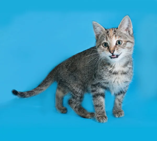 Striped kitten standing on blue and meows — Stock Photo, Image