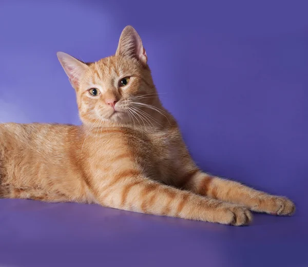 Chat rouge couché sur lilas — Photo