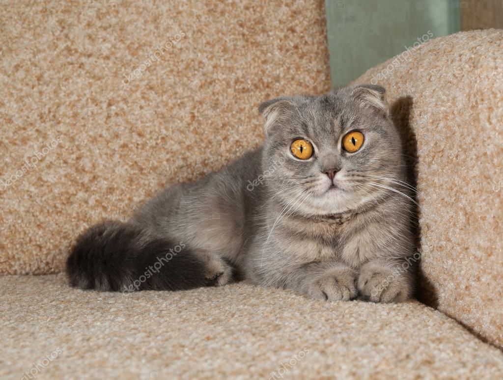 британская серая вислоухая кошка фото онлайн британская серая вислоухая кошка фото