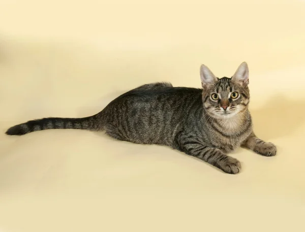 Табби-котенок с желтыми глазами, лежащими на желтом — стоковое фото