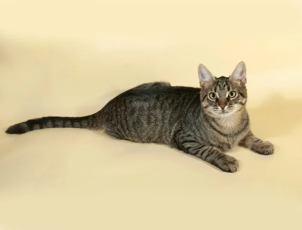 Tabby kitten with yellow eyes lying on yellow — Stock Photo, Image