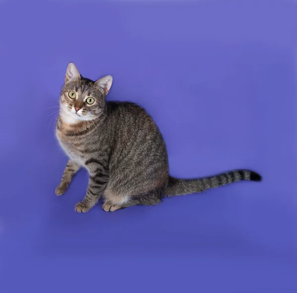 Товстий смугастий кіт сидить на синьому — стокове фото
