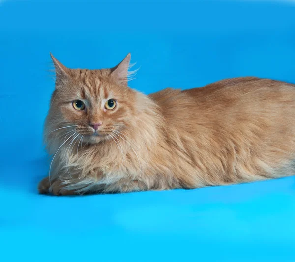 Gato vermelho coloca em azul — Fotografia de Stock