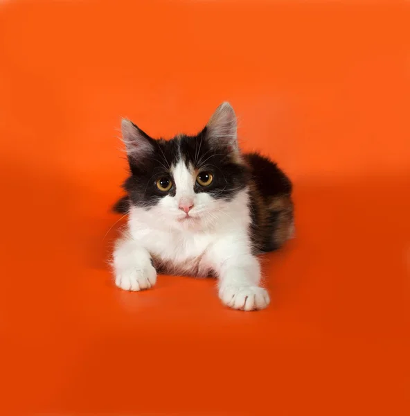 Tricolor fluffy kitten lying on orange — Stock Photo, Image
