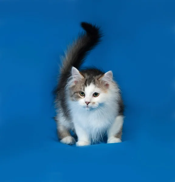 Fluffy little white kitten with spots standing on blue — Stock Photo, Image