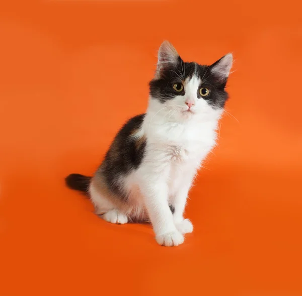 Tricolor pluizig kitten zittend op oranje — Stockfoto