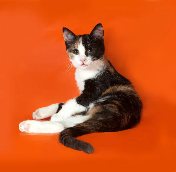 Триколор пушистый котенок сидит на апельсине — стоковое фото