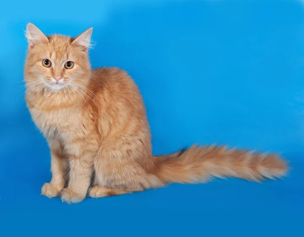 Gattino morbido rosso seduto sul blu — Foto Stock