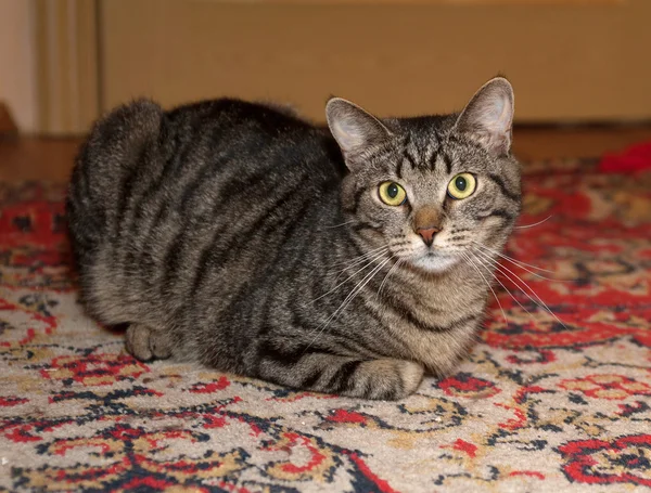 줄무늬 고양이 카펫에 누워 — 스톡 사진