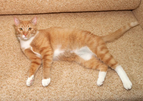 Gingembre et chat blanc couché sur la chaise — Photo