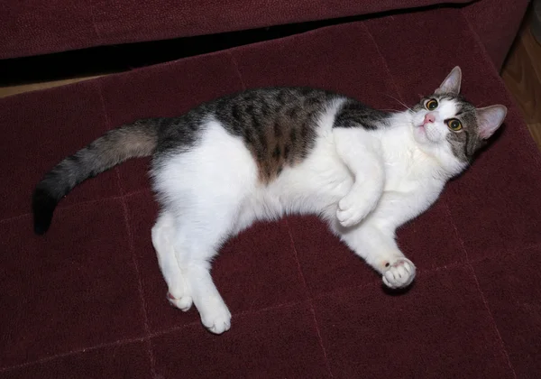 ホワイトとストライプ子猫ソファの上 — ストック写真
