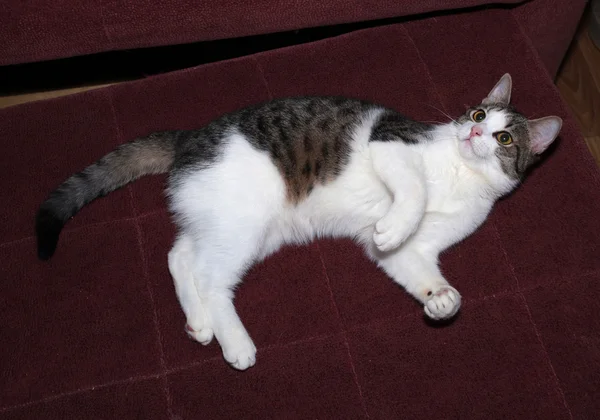 White and striped kitten plays on sofa — Stock Photo, Image