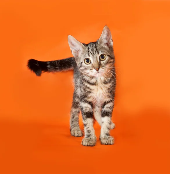 Prokládané kotě stojící na oranžové Royalty Free Stock Obrázky