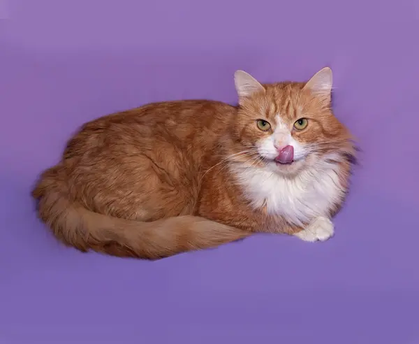 Gato vermelho e branco sentado em lilás — Fotografia de Stock