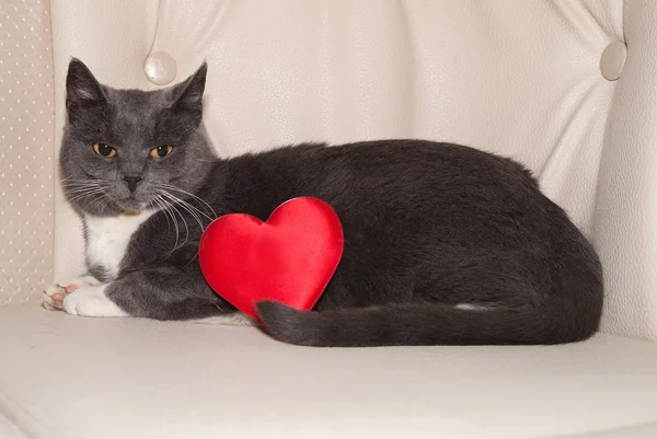 Gray and white cat lies on leather chair — Stock Photo, Image