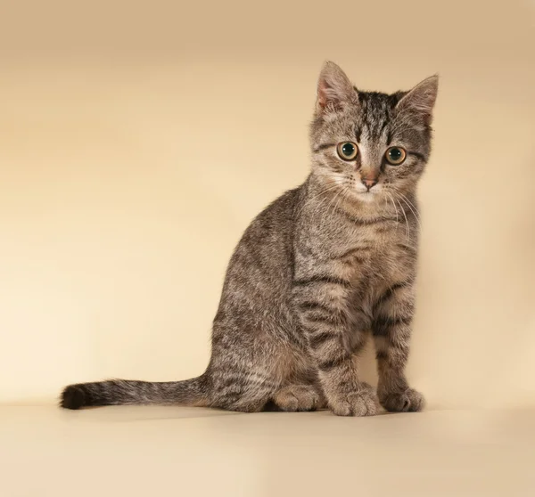 Gattino a strisce seduto sul giallo — Foto Stock
