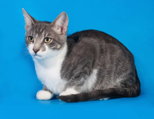 White spotted kitten sitting on blue — Stock Photo, Image