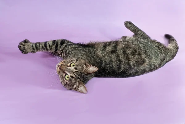 Gestromte Katze mit grünen Augen auf lila liegend — Stockfoto