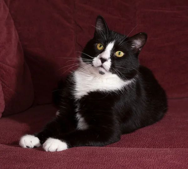 Black and white cat lying on sofa — Stock Photo, Image