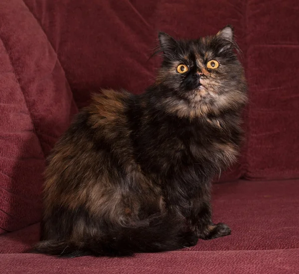 Tortoiseshell cat breed Exot sits on sofa — Stock Photo, Image