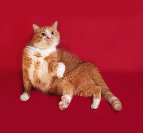 Silná červená kočka leží na červené — Stock fotografie