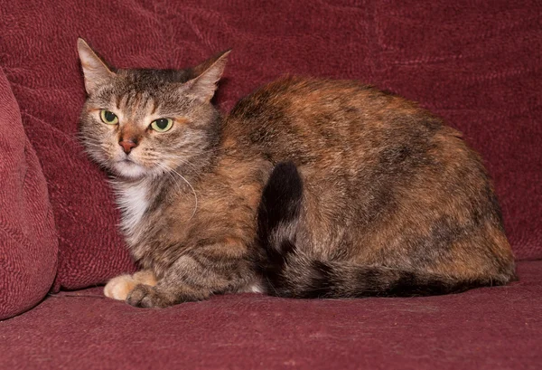 Tricolor rayas gato sentado en sofá — Foto de Stock