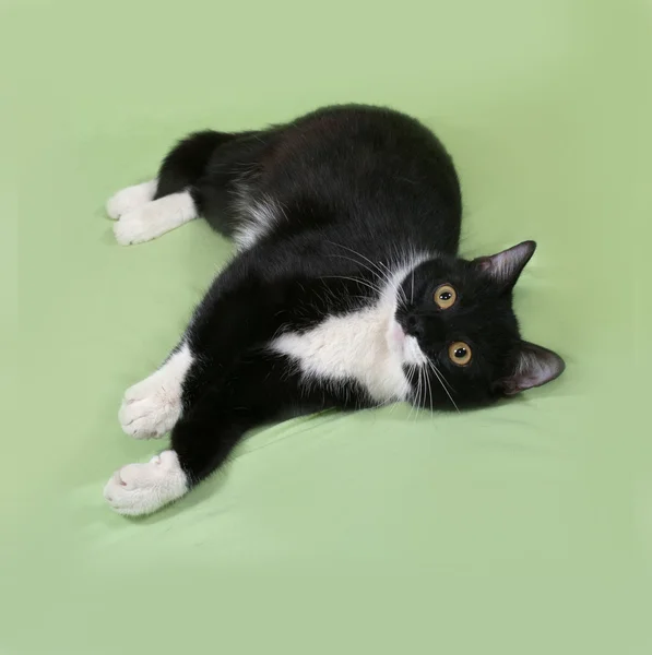 Black and white cat lies on green — Stock Photo, Image