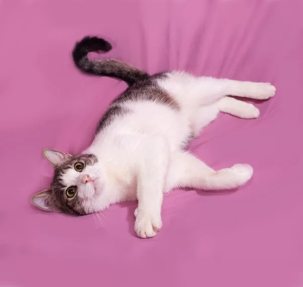 Bianco e gattino a strisce si trova su rosa — Foto Stock