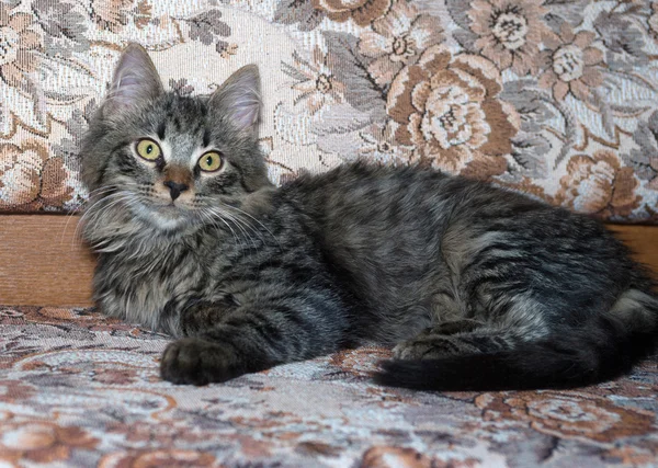 Chaton sibérien pelucheux rayé couché sur le canapé — Photo