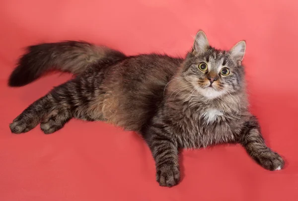 Striped fluffy Siberian cat lying on pink — Stock Photo, Image