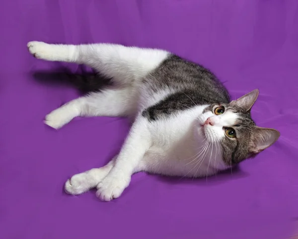 White and striped kitten plays on lilac — Stock Photo, Image