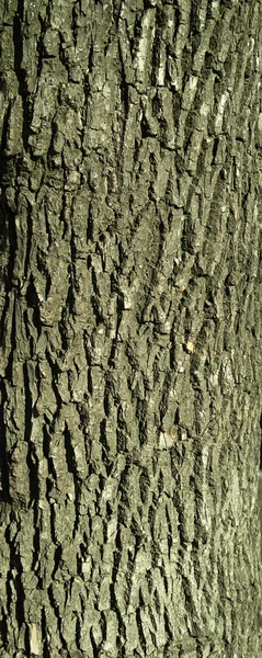 Textura de casca de árvore velha com musgo verde — Fotografia de Stock